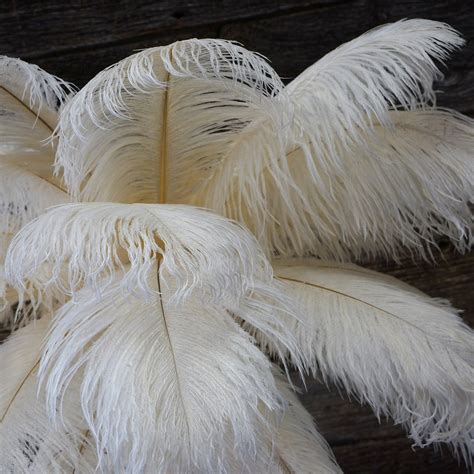 Ostrich Plume Feathers 40cm - 50cm (width approx 23cm) White Plume Feather 40cm-50cm. A Grade x 1. Buy Now $8.00. Coloured Plume Feather 40cm-50cm. A Grade x 1. …